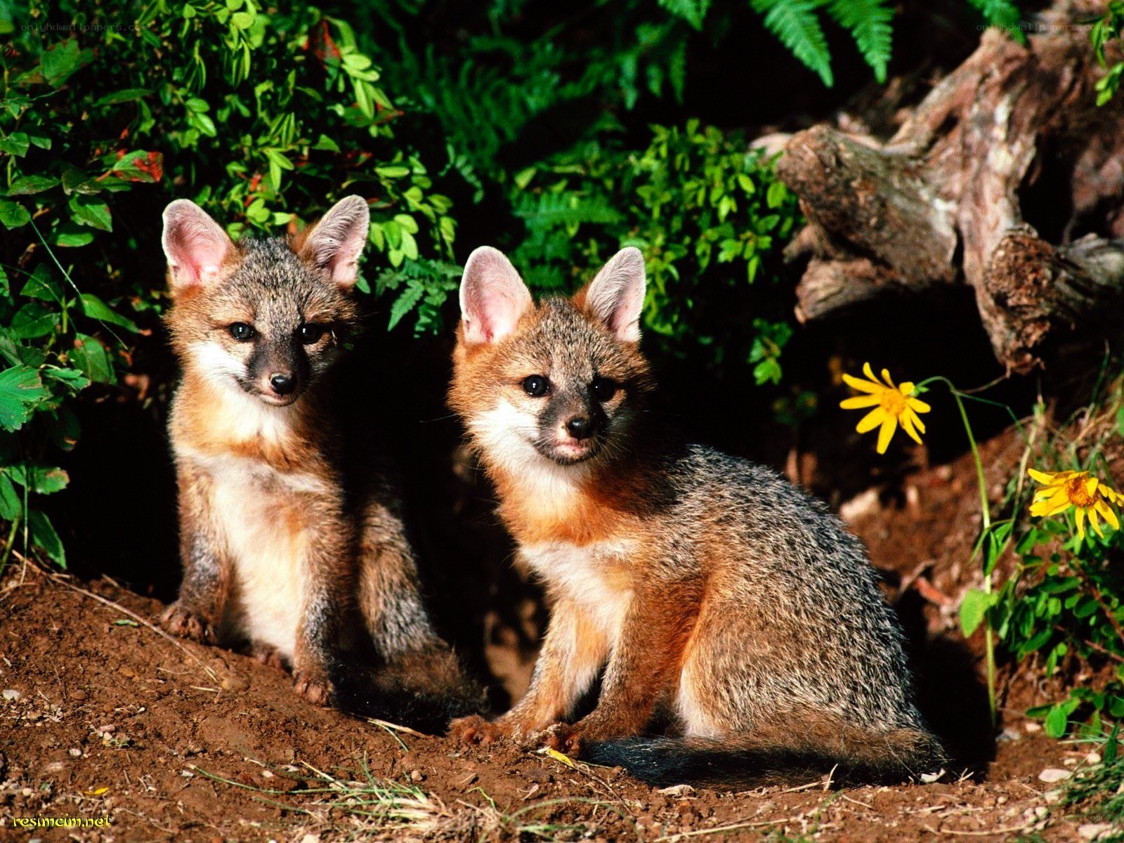 two fox kits in the wild