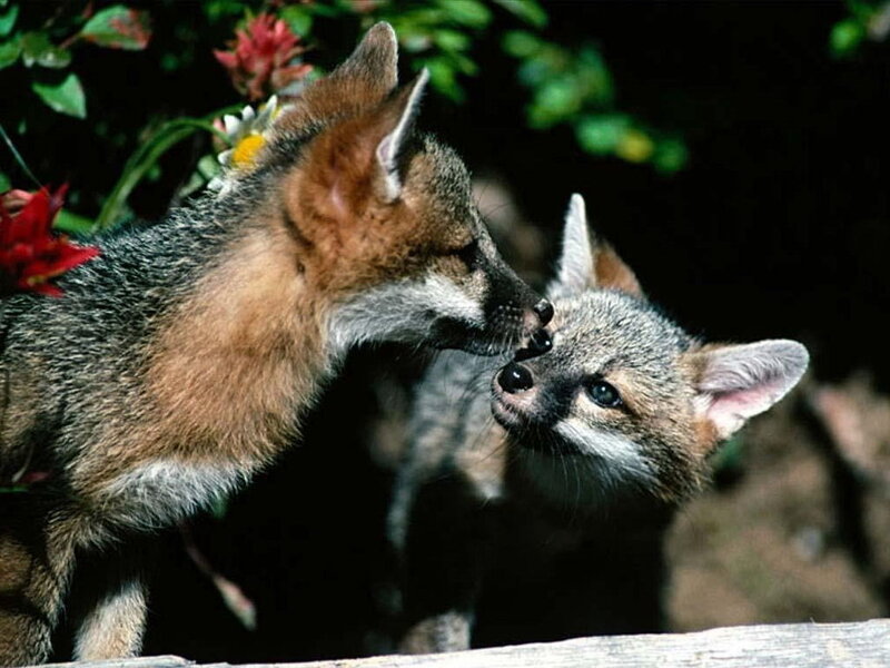 two fox kits interacting