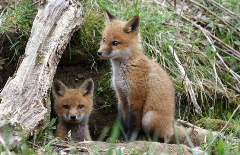 Two fox kits near den