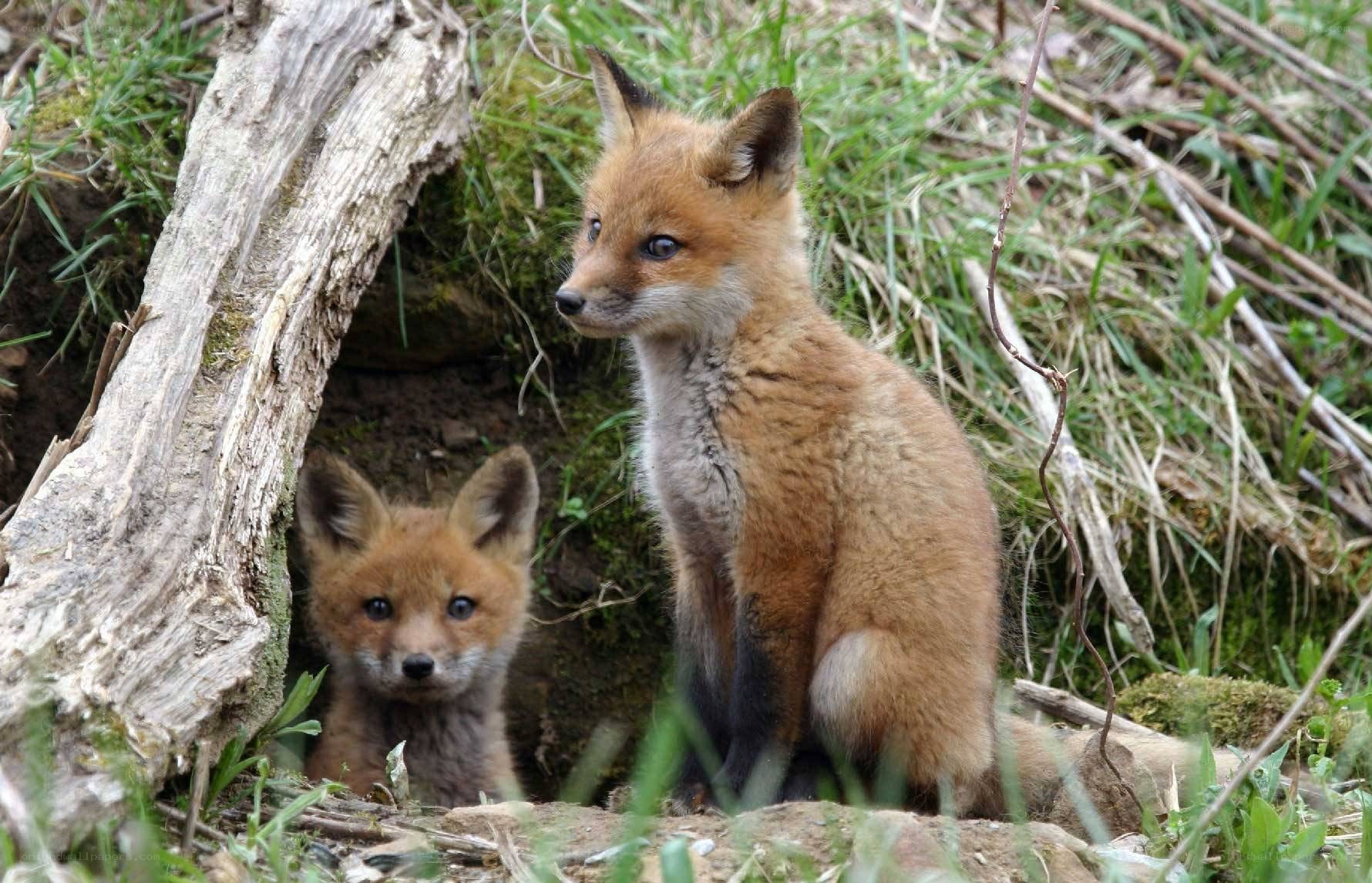 Two fox kits near den