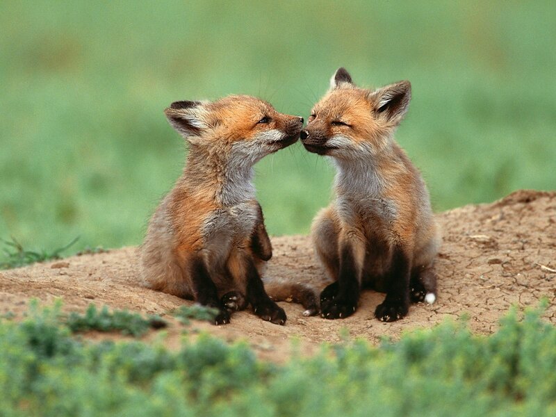 Two fox kits nuzzling