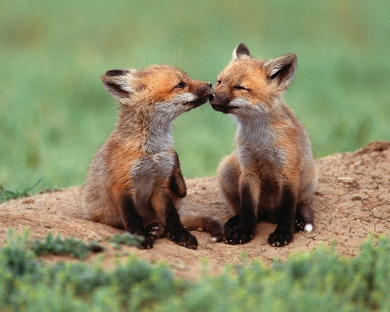 two fox kits nuzzling