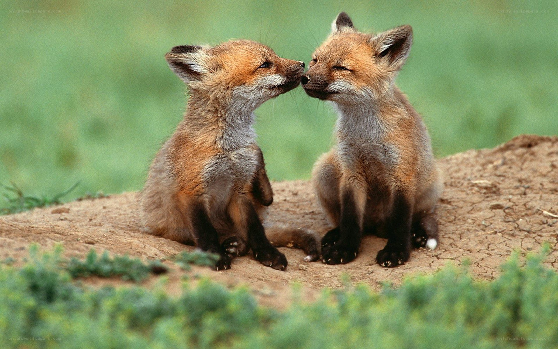 two fox kits nuzzling