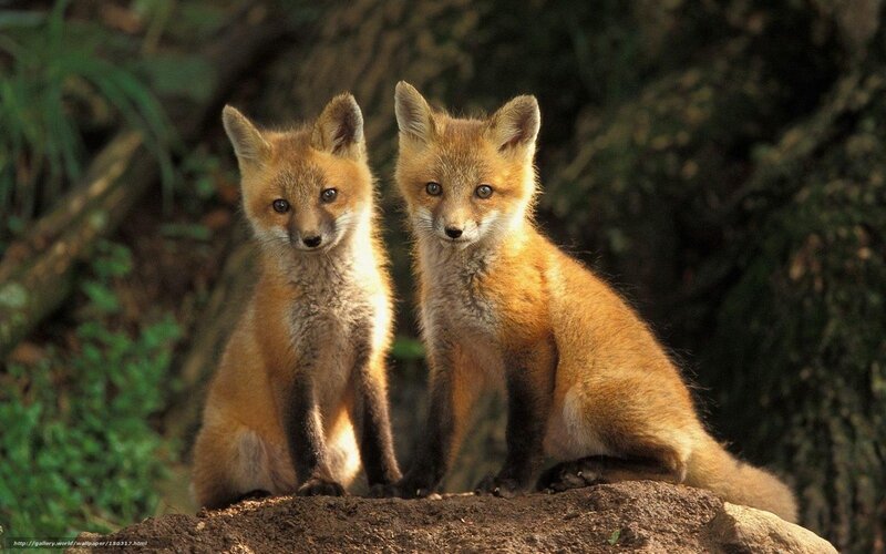 Two fox kits on a rock