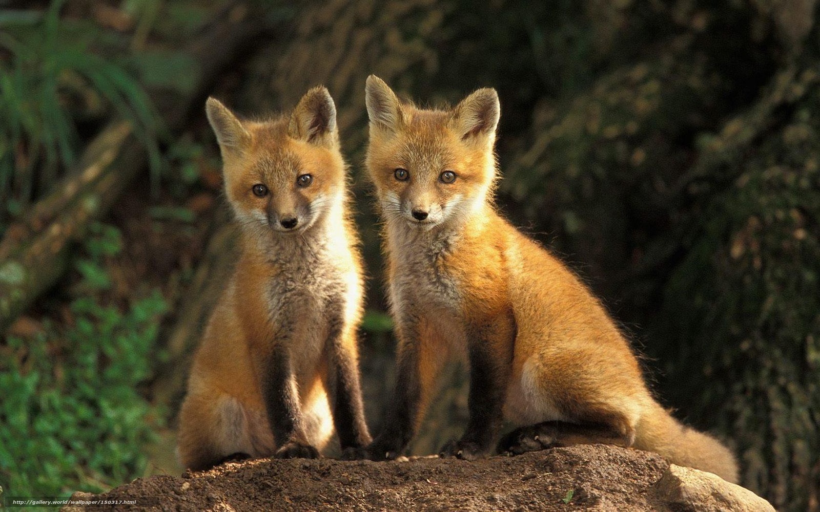 Two fox kits on a rock