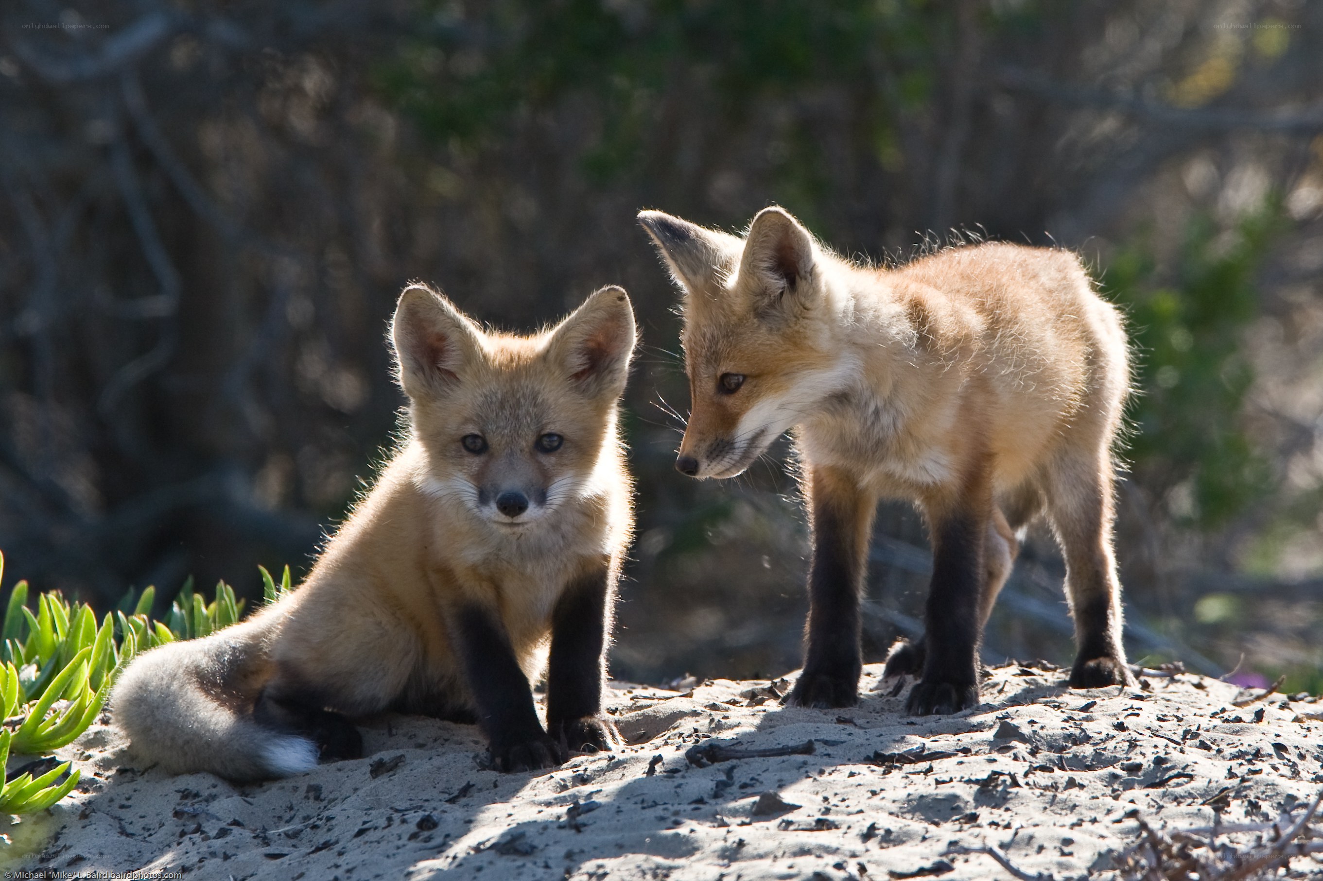 Two fox kits on a sandy hill