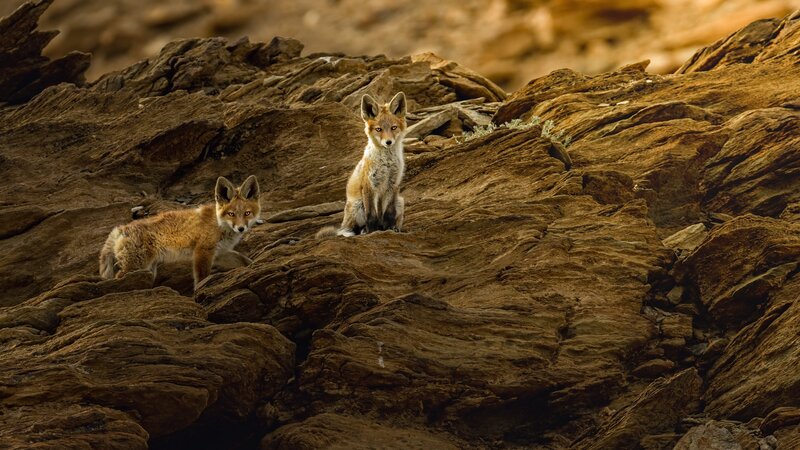 Two Fox Kits on Rocks — Brown
