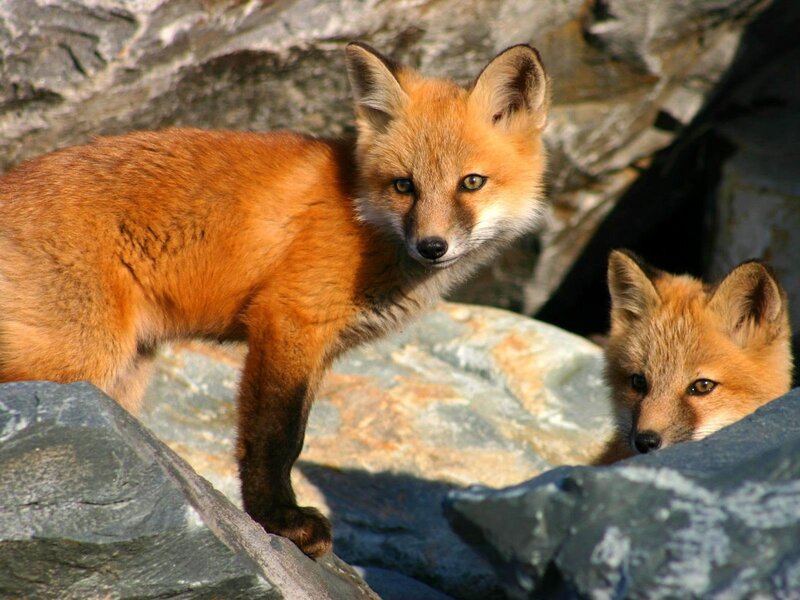 Two fox kits on rocks