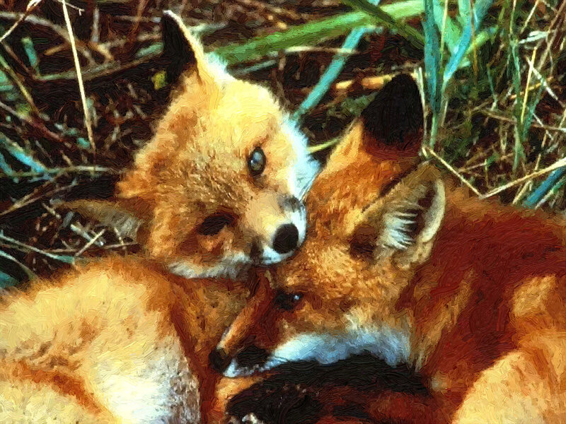 Two Fox Kits — Orange, Calm, Painting