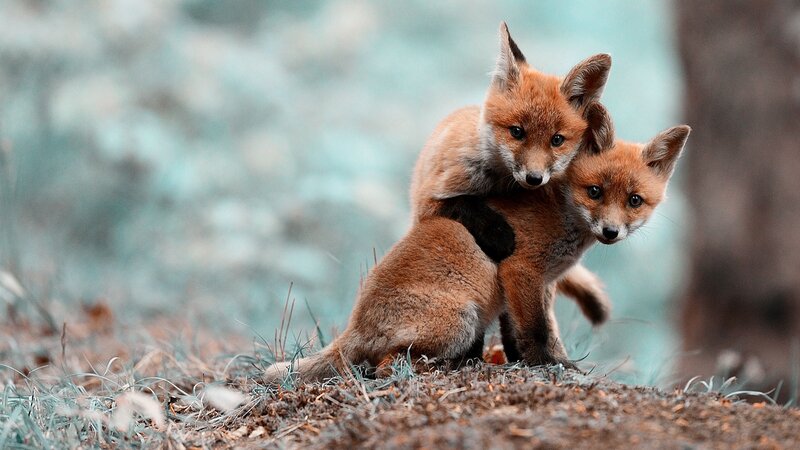 Two Fox Kits — Orange, Calm, Photograph