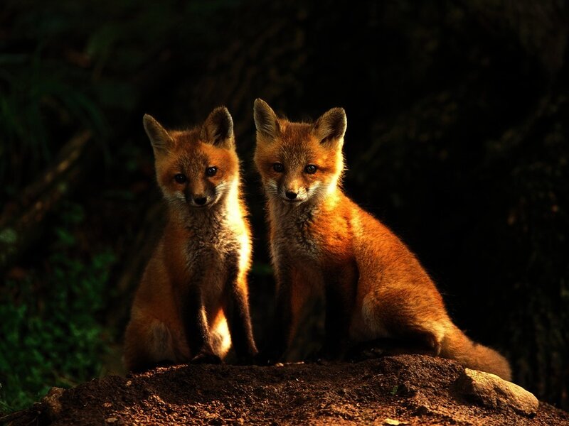 Two Fox Kits — Orange, Dramatic