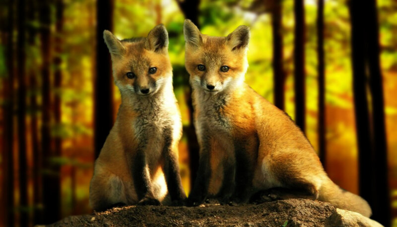 Two Fox Kits — Orange, Serene