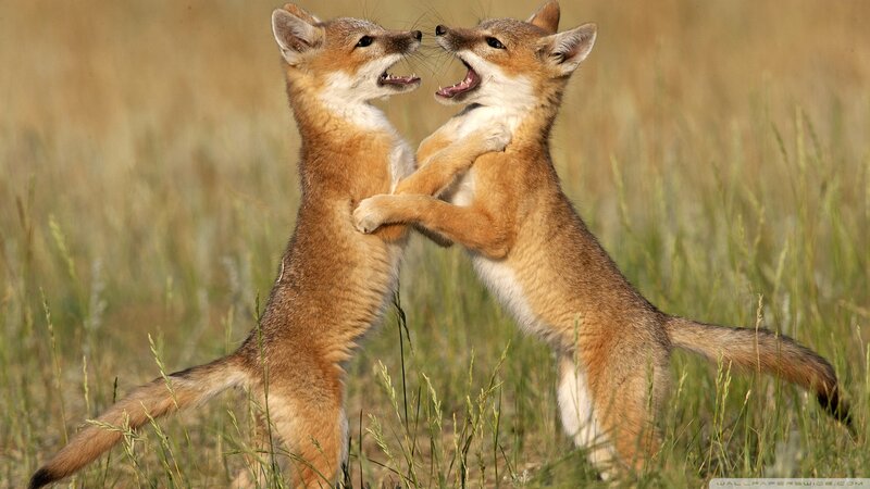 Two Fox Kits Playing — Brown, Playful, Afternoon