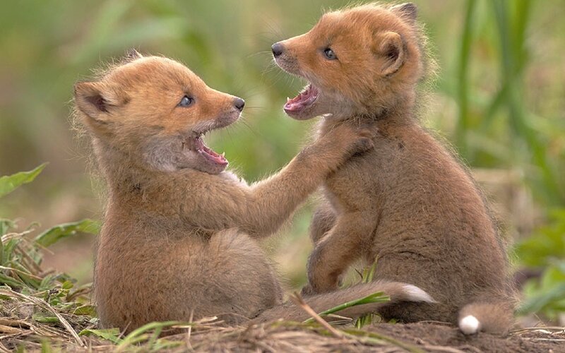 Two Fox Kits Playing — Brown, Playful, Photograph