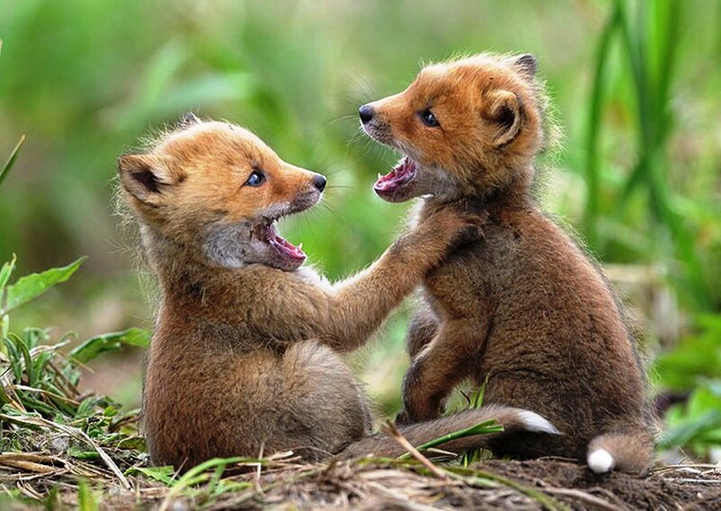 Two Fox Kits Playing — Brown, Playful