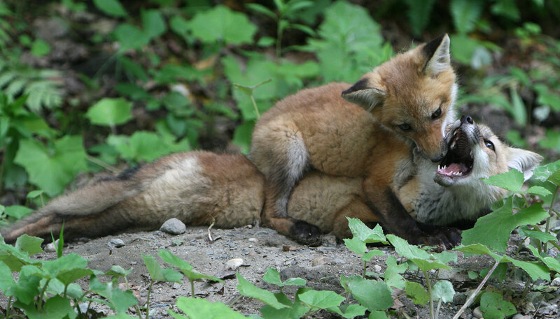 Two Fox Kits Playing — Brown