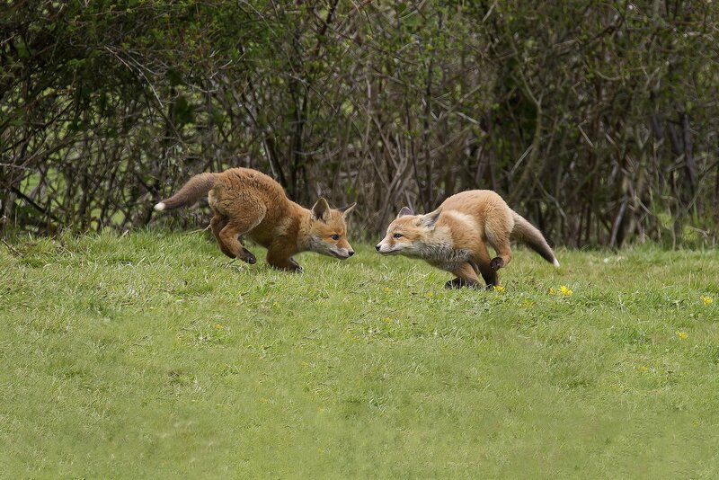 Two Fox Kits Playing — Green, Playful, Spring, Photograph