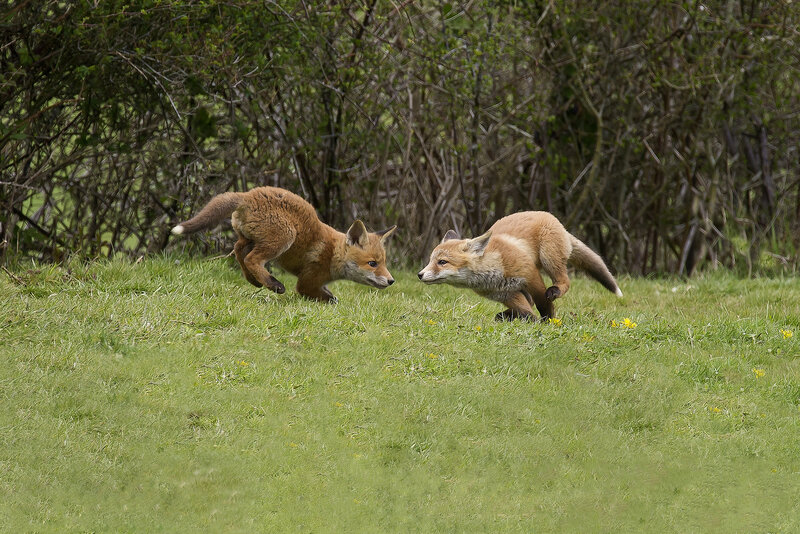 Two Fox Kits Playing — Green, Playful
