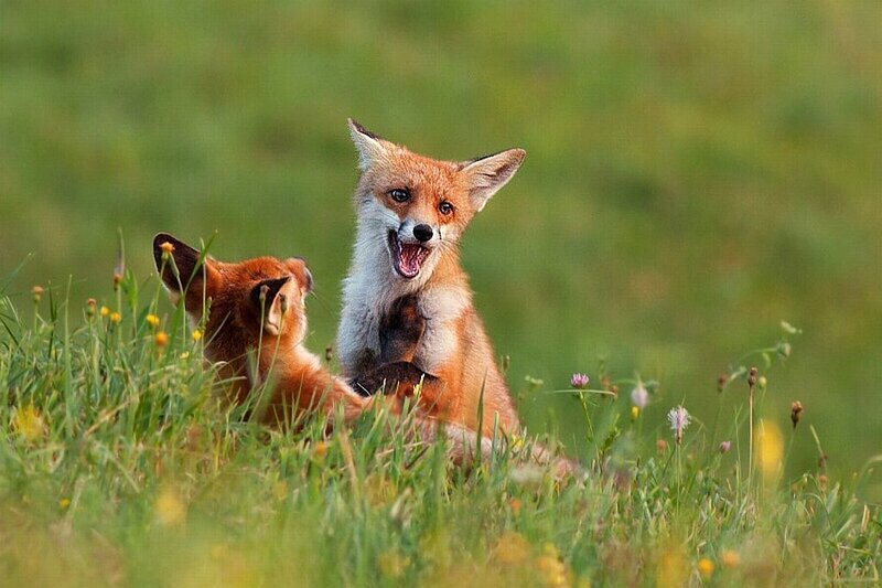 Two Fox Kits Playing — Green
