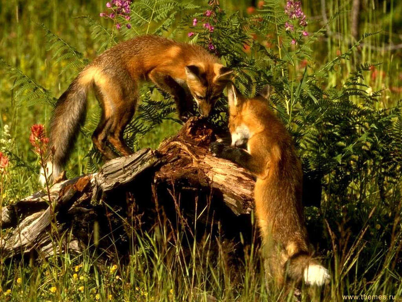 Two Fox Kits Playing — Orange