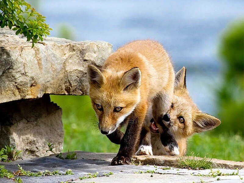 Two fox kits playing outdoors