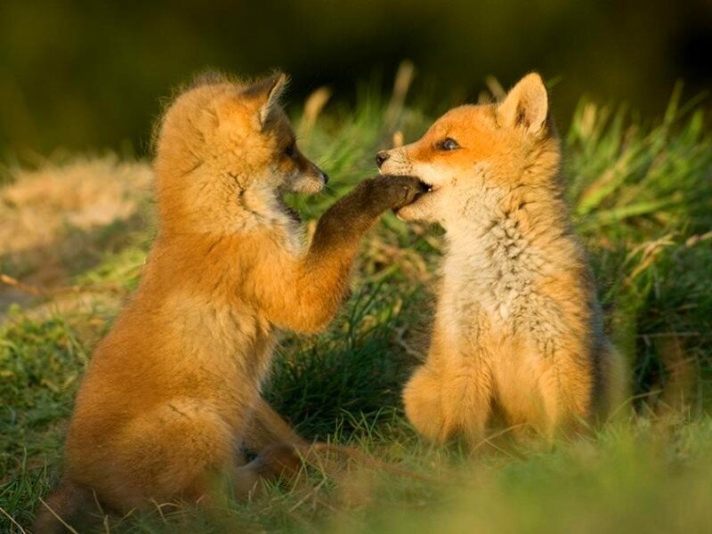 Two fox kits playing