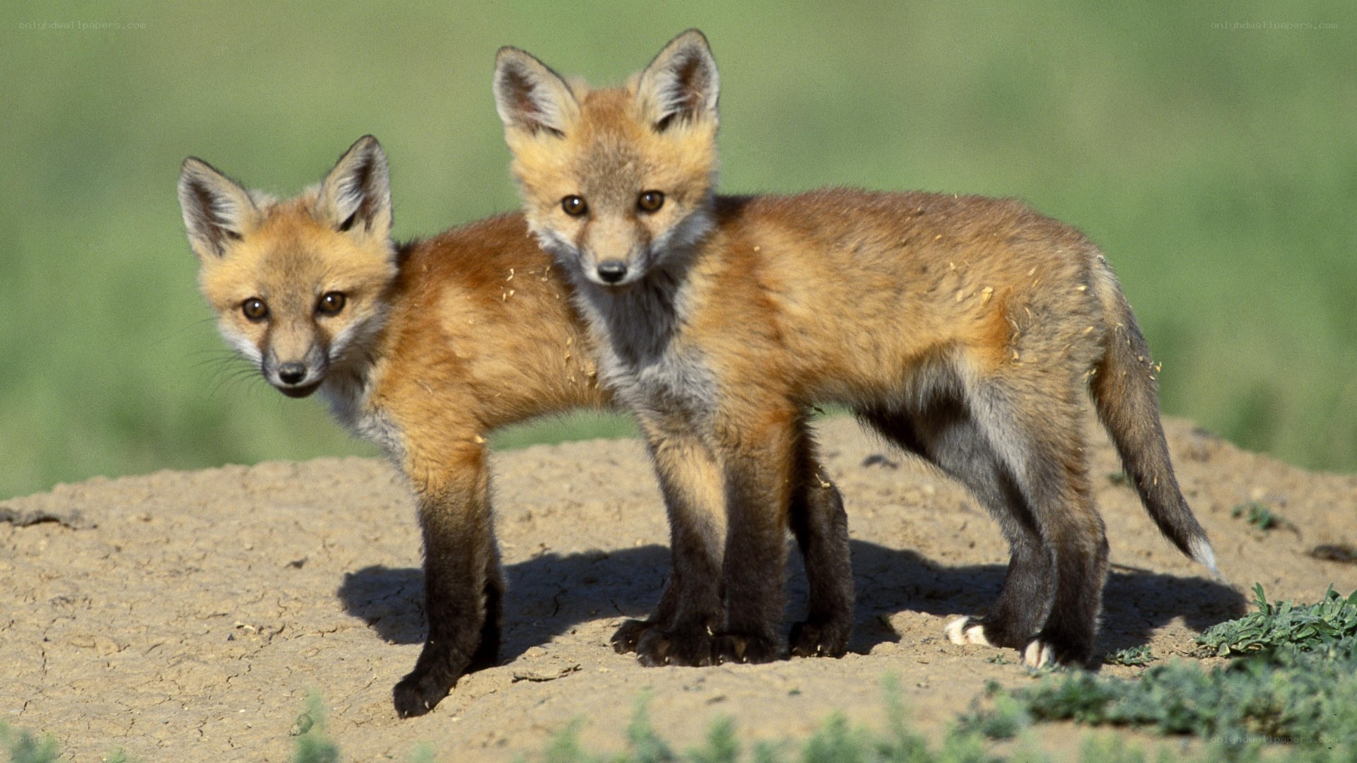 Two fox kits standing together