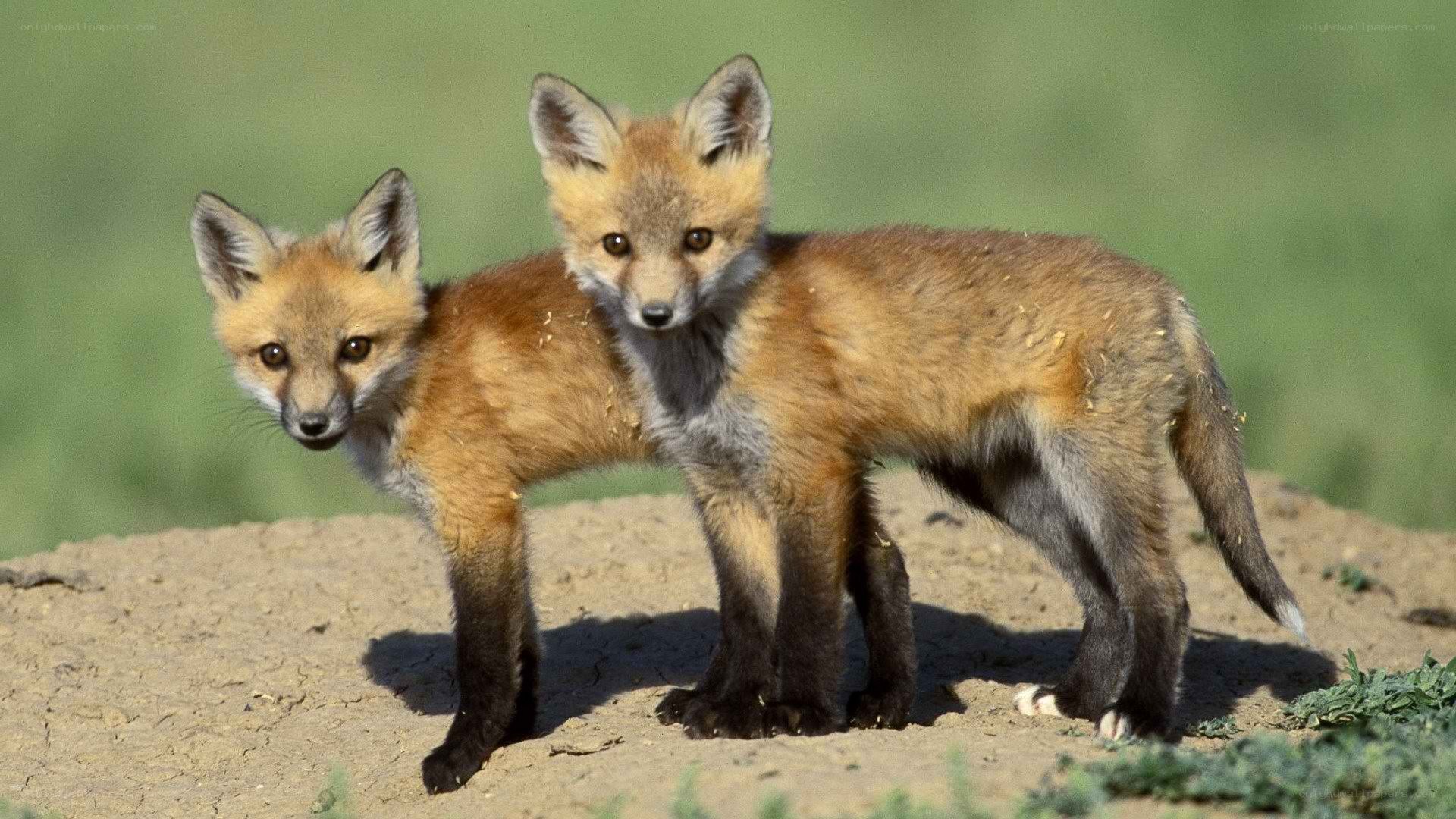 two fox kits standing