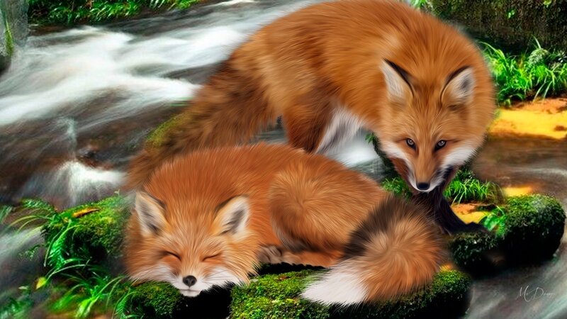 Two Foxes by Stream