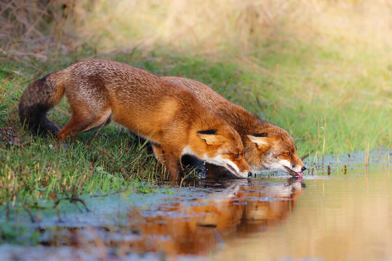 Two Foxes Drinking Water