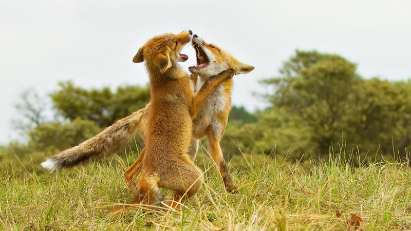Two Foxes Fighting — Brown, Aggressive, Afternoon