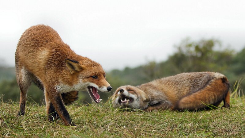Two Foxes Fighting — Brown, Aggressive, Photograph, Grass, Sky