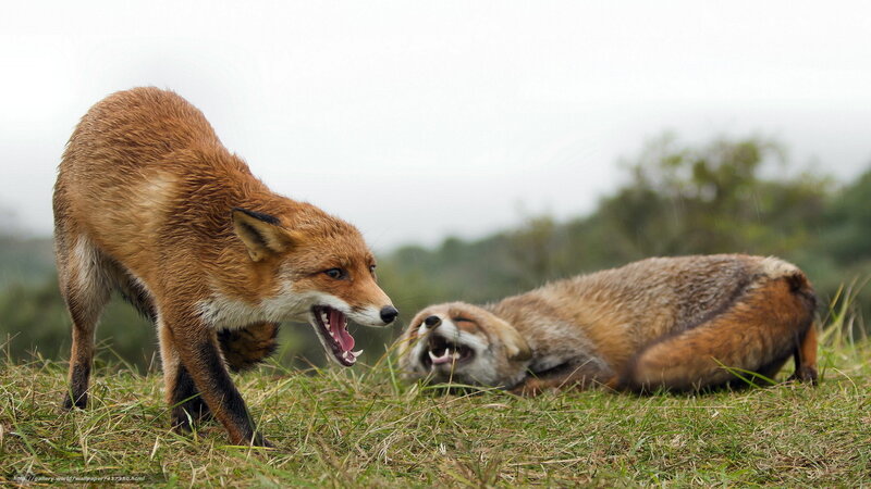 Two Foxes Fighting — Brown, Aggressive, Photograph, Grass, Sky, Trees
