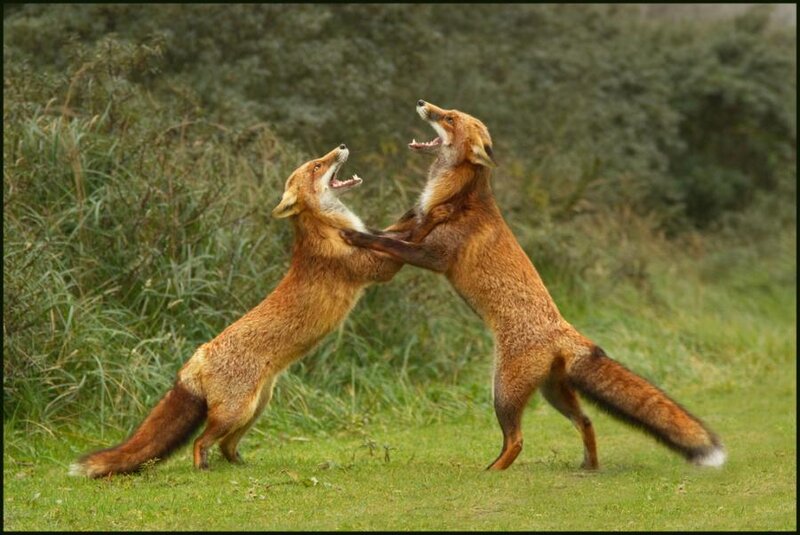 Two Foxes Fighting — Brown