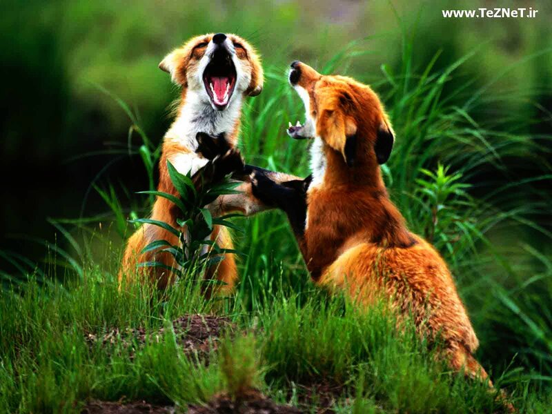 Two Foxes Fighting — Green, Aggressive