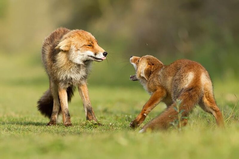 Two Foxes Fighting — Green