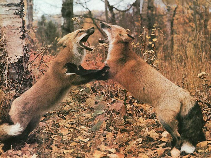 Two foxes fighting in autumn