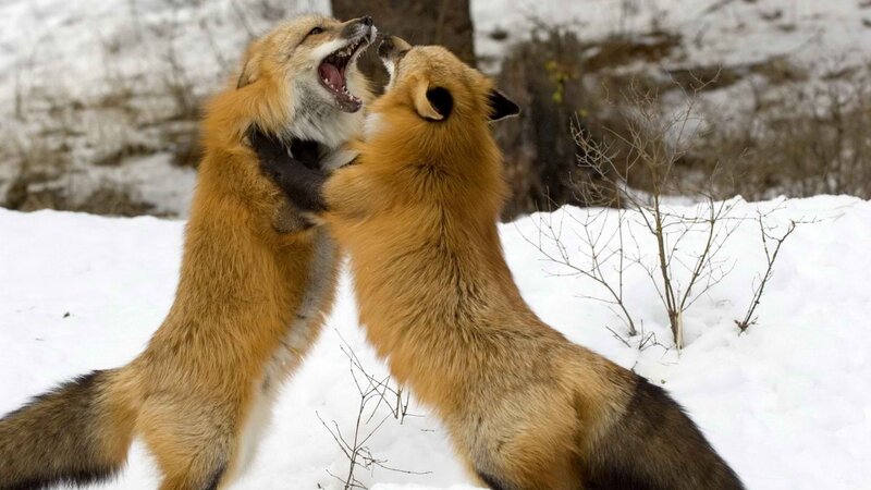 Two foxes fighting in snow