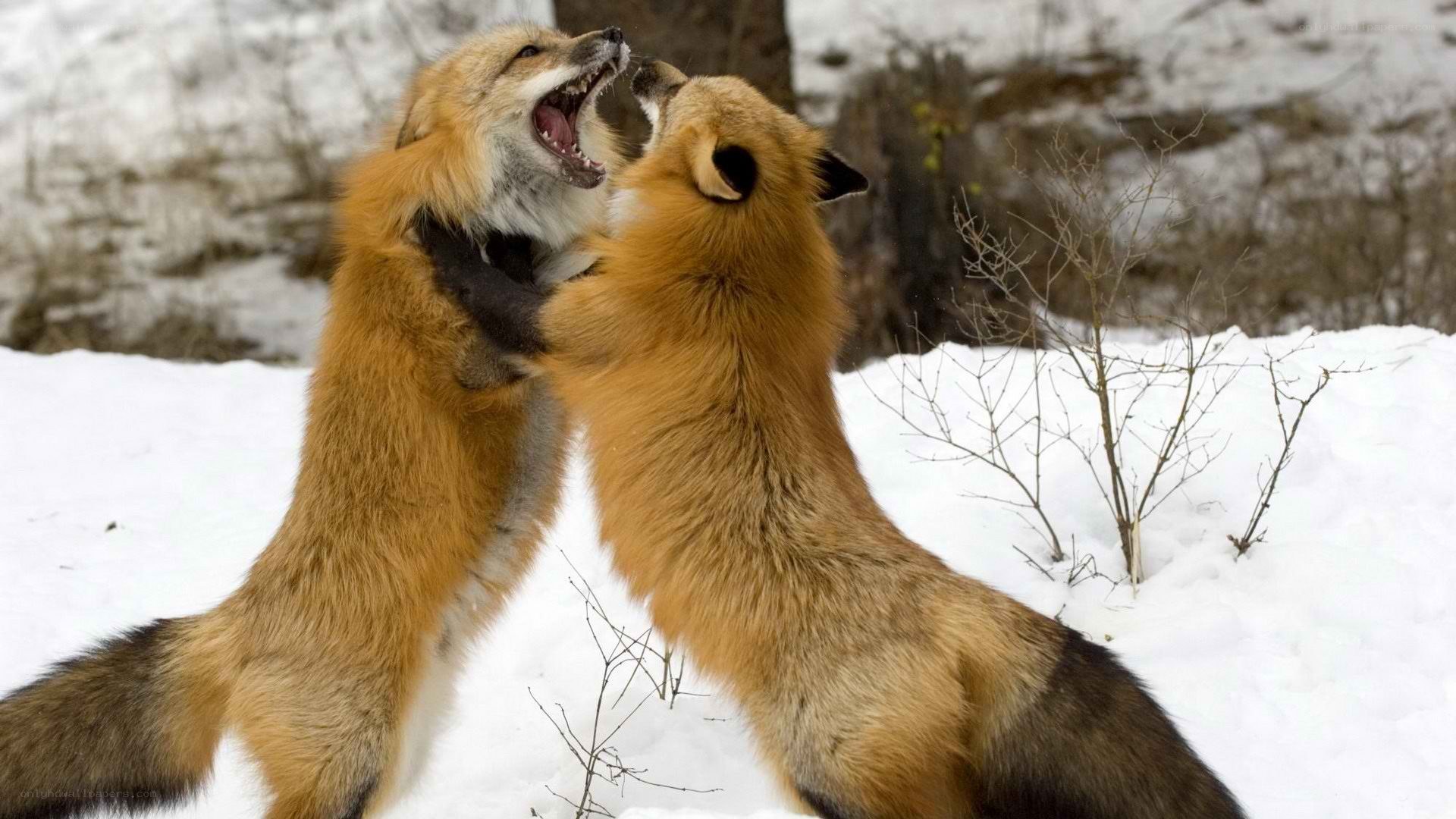 Two foxes fighting in snow