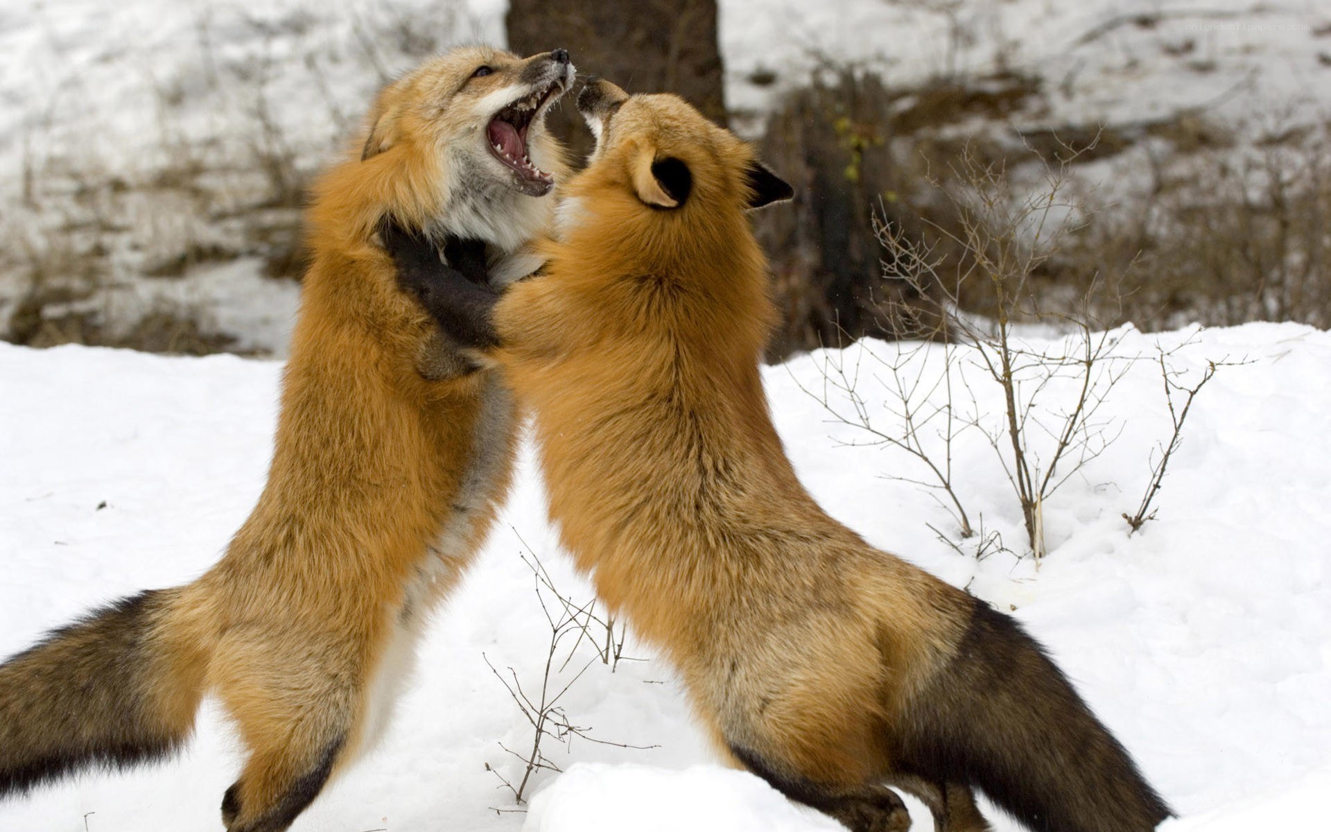 Two foxes fighting in snow