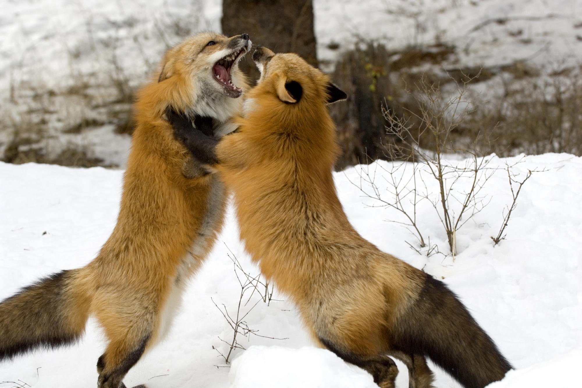 Two foxes fighting in snow