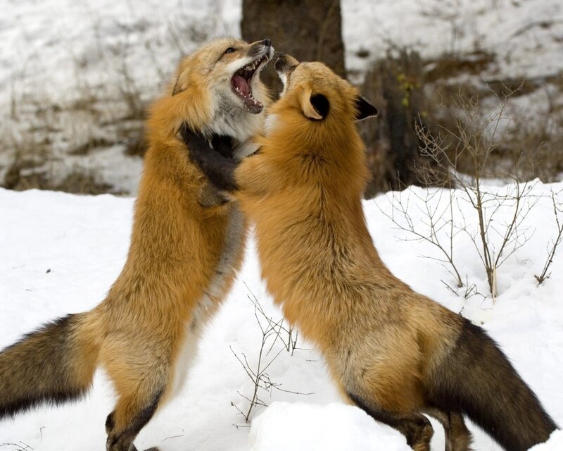 Two Foxes Fighting — Orange, Aggressive