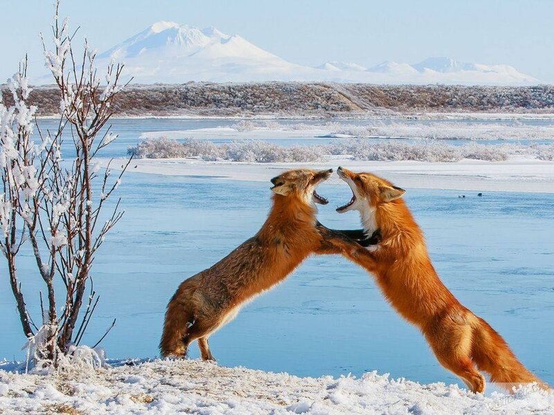 Two Foxes Fighting — Orange, Dramatic, Winter, Photograph