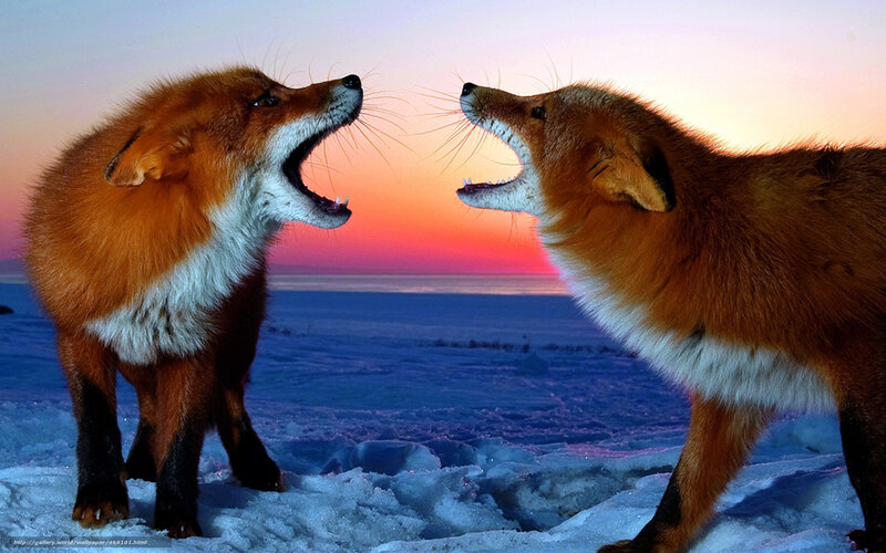 Two Foxes Fighting — Orange, Dramatic, Winter