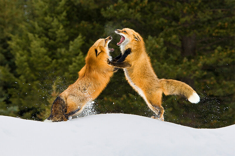 Two Foxes Fighting — Orange
