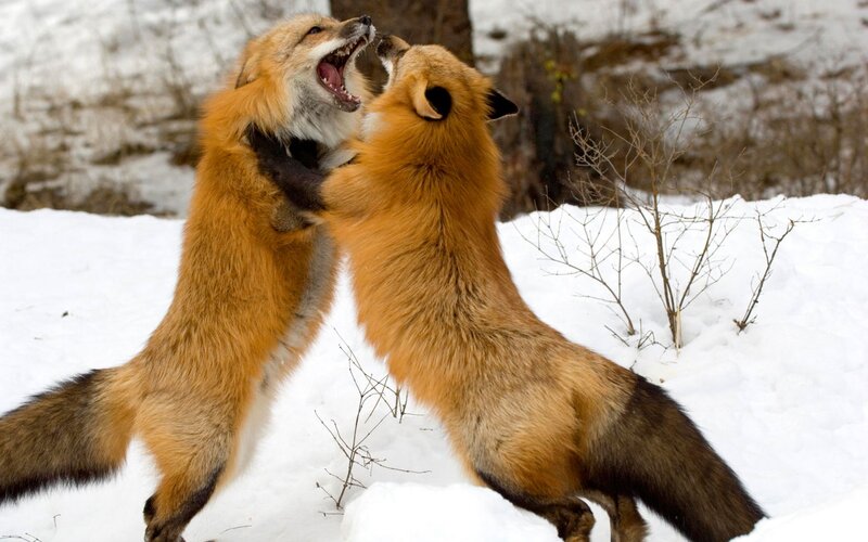 Two Foxes Fighting — White