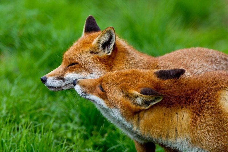 Two foxes in grass