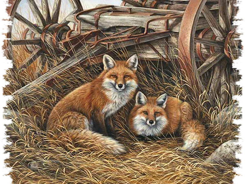 Two Foxes in Grass — Brown, Calm