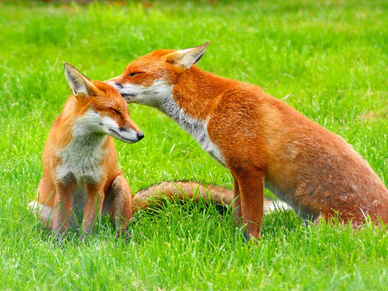 Two Foxes in Grass — Green, Peaceful, Afternoon