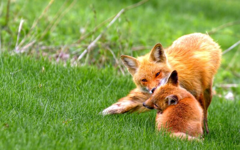 Two Foxes in Grass — Green, Peaceful, Spring
